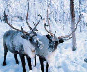 yapboz Noel Reindeer ormandaki